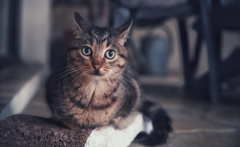 Un chat qui regarde vers nous surpris