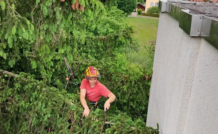 Arboriste grimpeur qui est dans un épicéa qui taille l'arbre pour dégager l'arbre des bâtiments