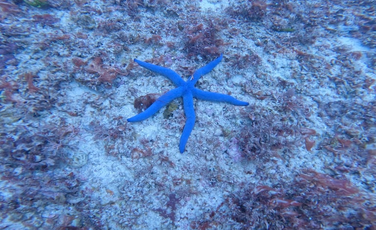 a blue starfish starfish in the ocean