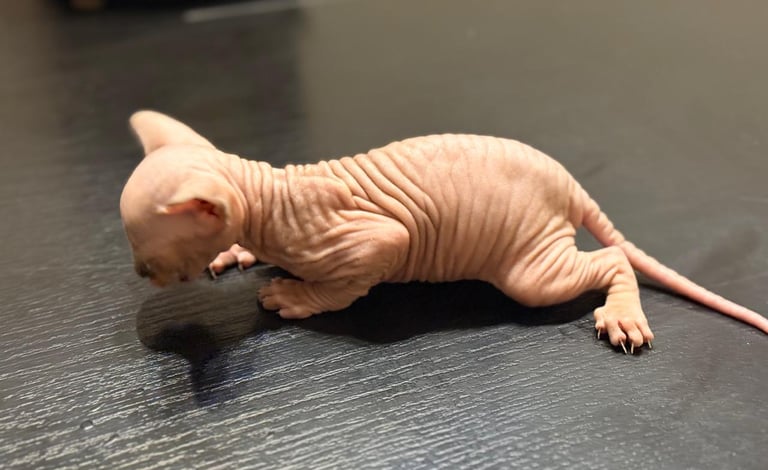 criadero gato esfinge