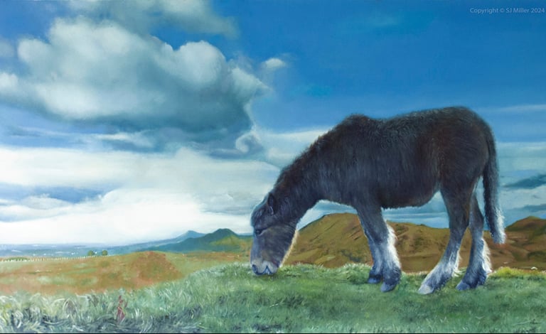 Wild Pony on the Longmynd © SJ Miller 2024