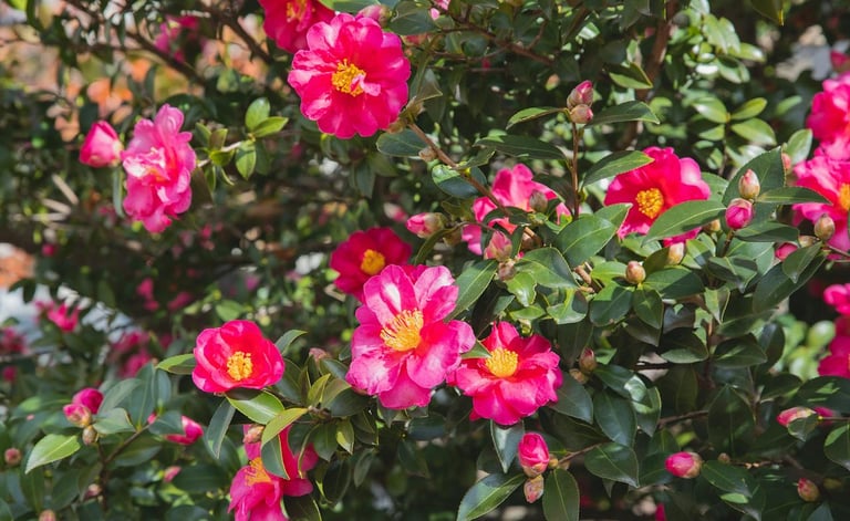 a leafy shrub in shade with red flowers