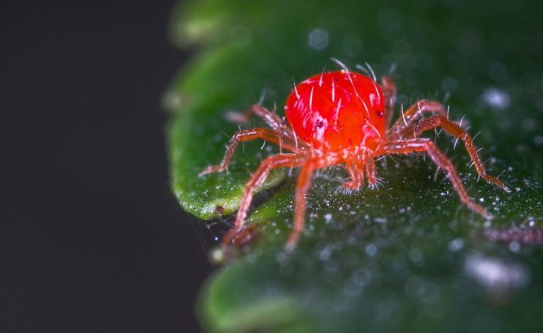 Red spider mite