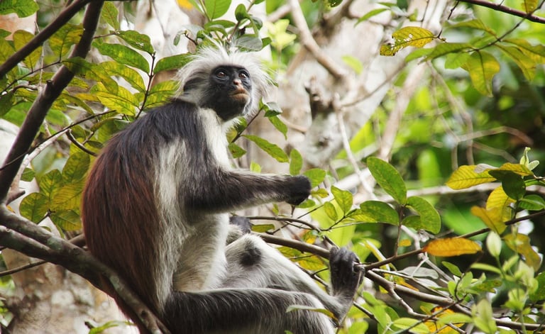 Zanzibar red colobus and Sykes monkeys in the forest canopy of Jozani Forest, perfect for wildlife photography