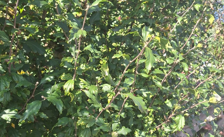 a well fertilized shrub in full sun