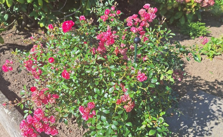 a Rose shrub fertilized the right way
