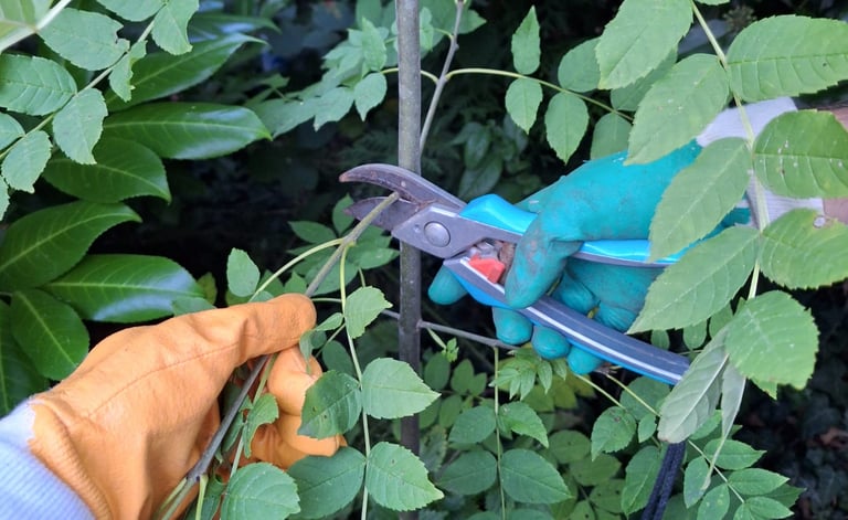 a person who trims a bush