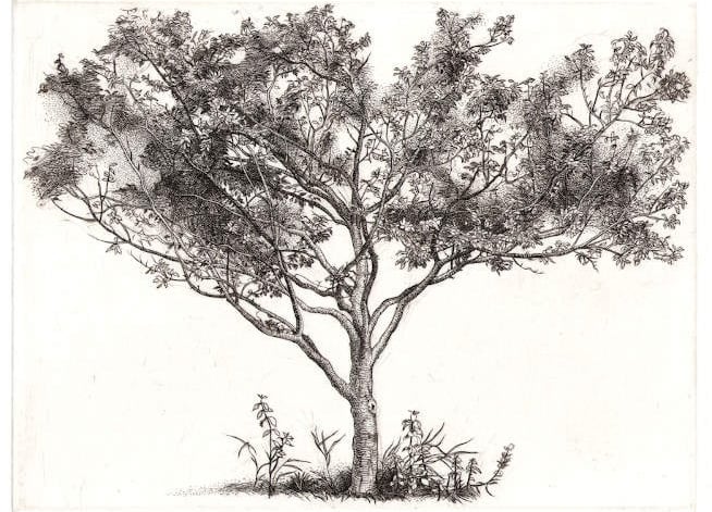 Plum Tree hand engraving Robert De Groff DeGroff 