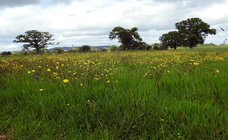 Picture of Little Oak field