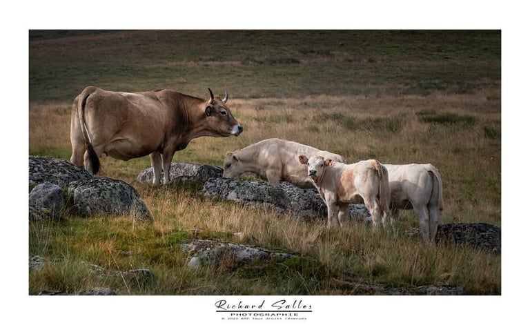 Vache et veaux Aubrac