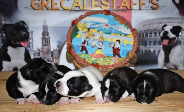 cuccioli staffy bianco pezzato tigrato nero sicilia