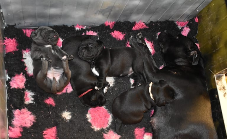 cuccioli Grecalestaffs, Allevamento Staffordshire Bull Terrier Enci in Sicilia 