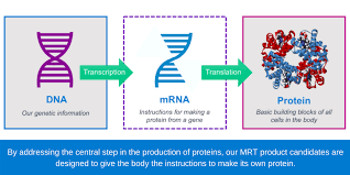 Role of mRNA