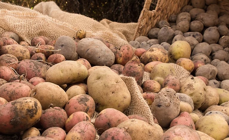 lots of potatoes