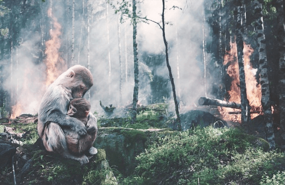 macaco com filhote a frente de uma floresta onde há um incêndio