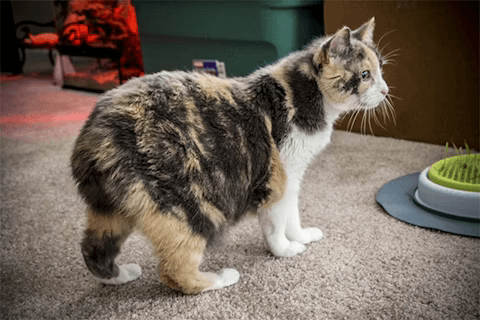 gato Manx