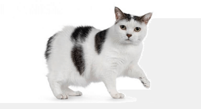 gato Manx