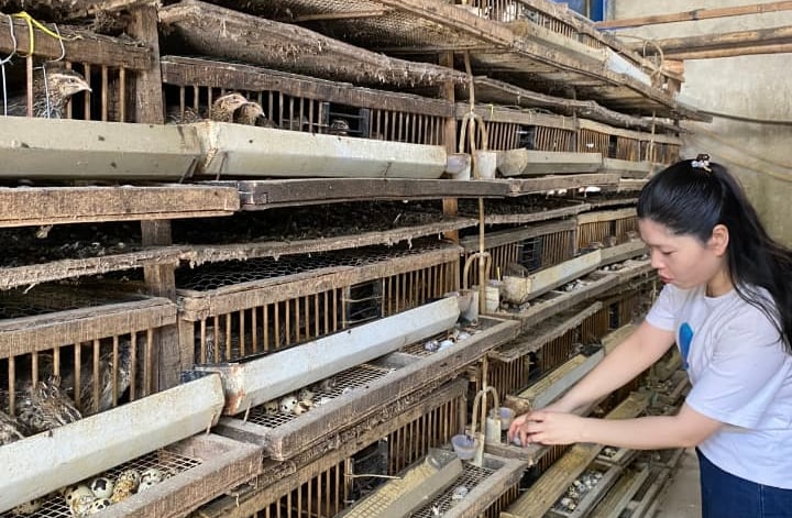 trứng chim cút bóc sẵn Đông Anh, Hà Nội, chim cút thịt, chim câu thịt giá sỉ