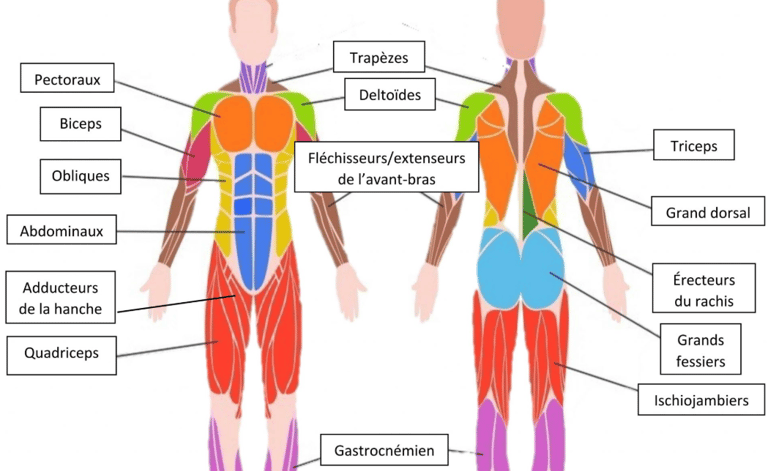 les muscles du corps à connaître pour le massage décontracturant