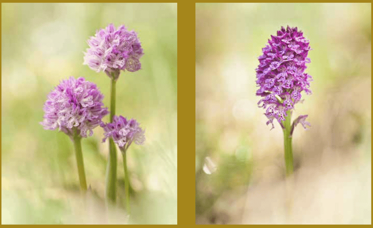 links: Dreizähniges Knabenkraut, rechts und unten : Dietrich-Knabenkraut