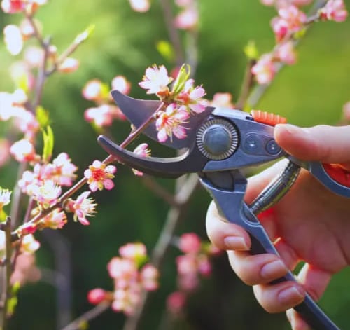 Jarní střih broskvoně - Prostějov