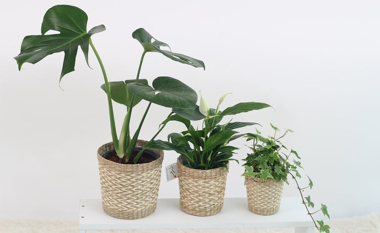 Plantas no Home Office