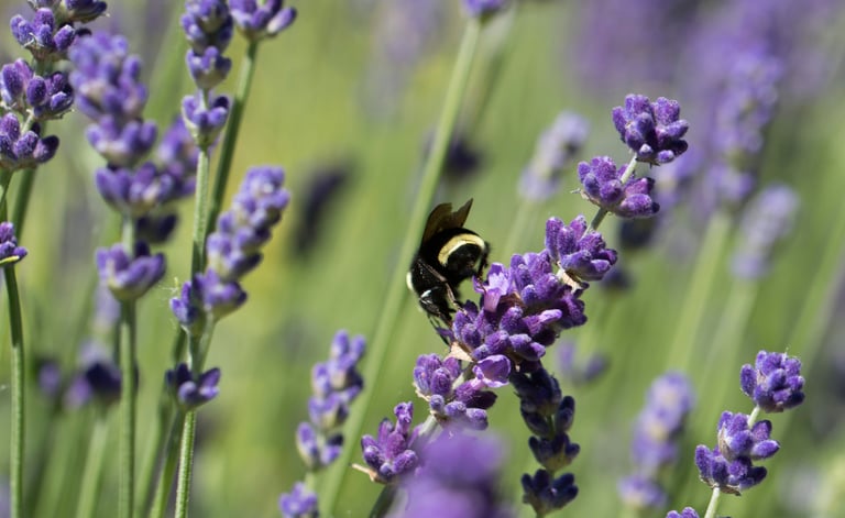 Abeja polinizando salvia