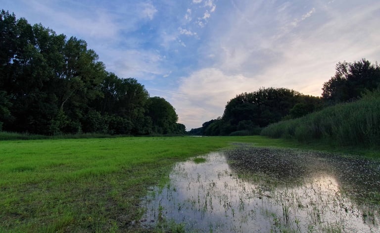 Donauauen im Hochsommer