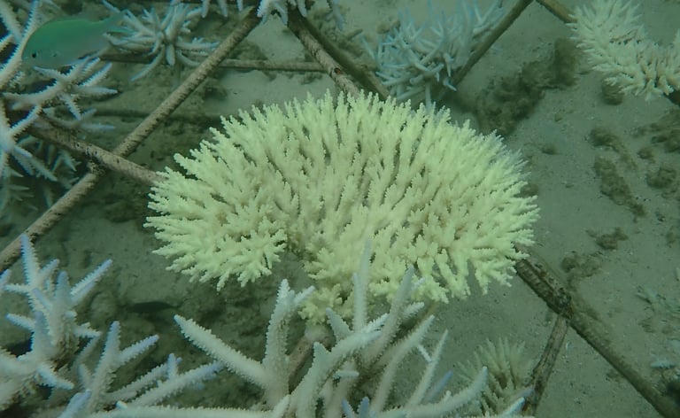 Bleached Acropora colony in coral gardens in St Felix (Mar 2025)