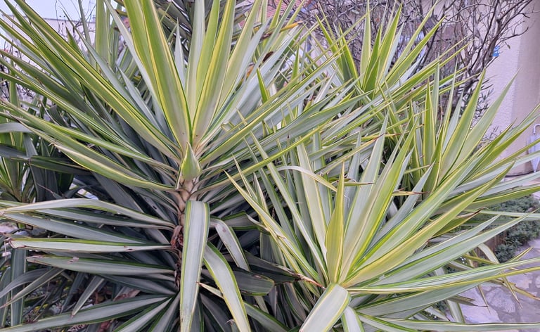 two green Yucca plants that are deer resistant