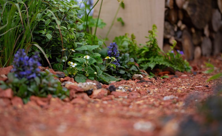 Self seeders along the crushed red brick path