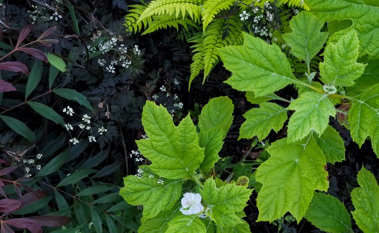 Hydrangea quercifolia ‘Snowflake’ with Mahonia eurybracteata ‘Meteor’ and Anthriscus sylvestris ‘Ravenswing’