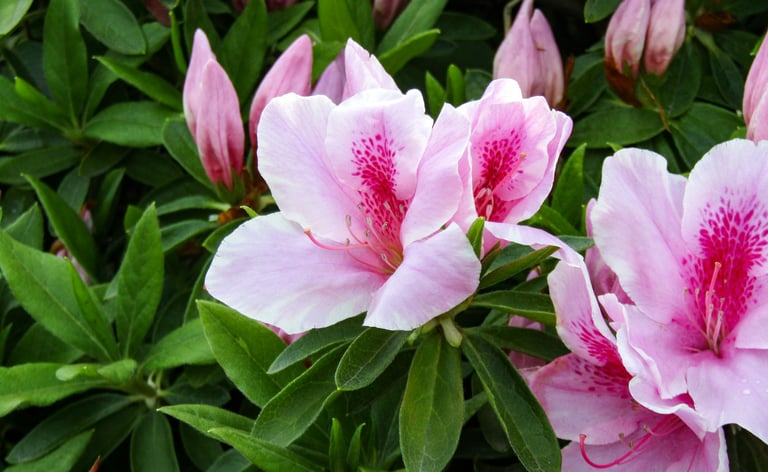 pink-red blooms blooming on a small Azalea bush