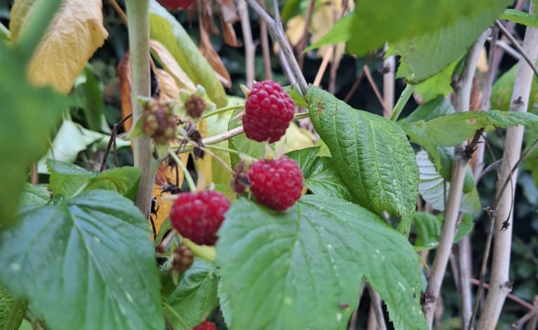 a Raspberry bush with red berries