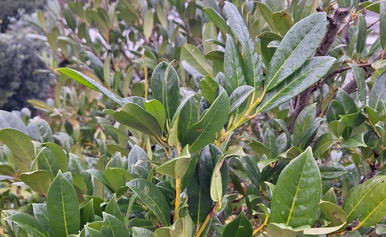 an evergreen Inkberry Holly growing in a garden