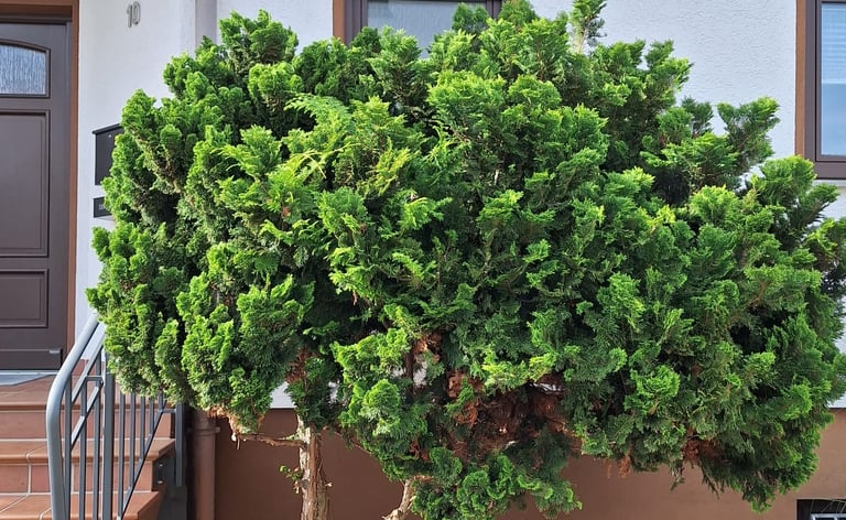 a green Dwarf Hinoki Cypress in front of a house