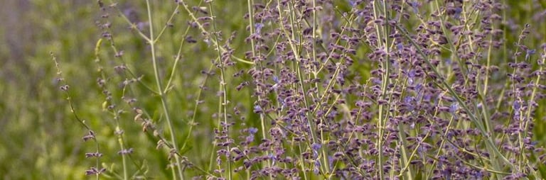 an Russian Sage bush that is deer resistant