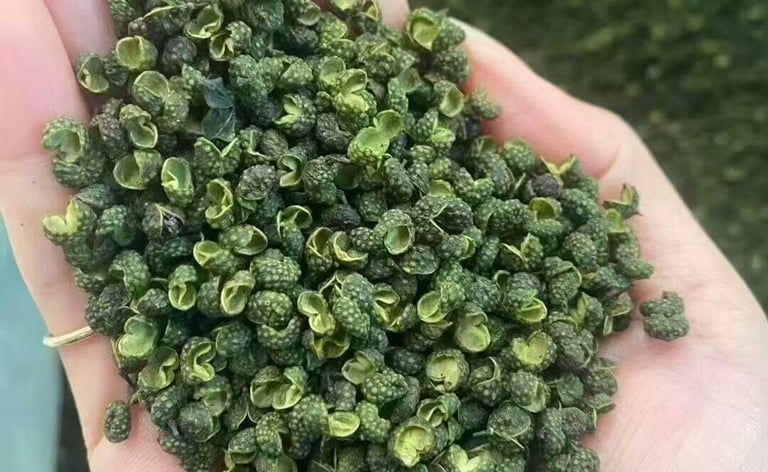 Handful of high-quality green Sichuan peppercorns, a pungent and numbing Chinese spice.