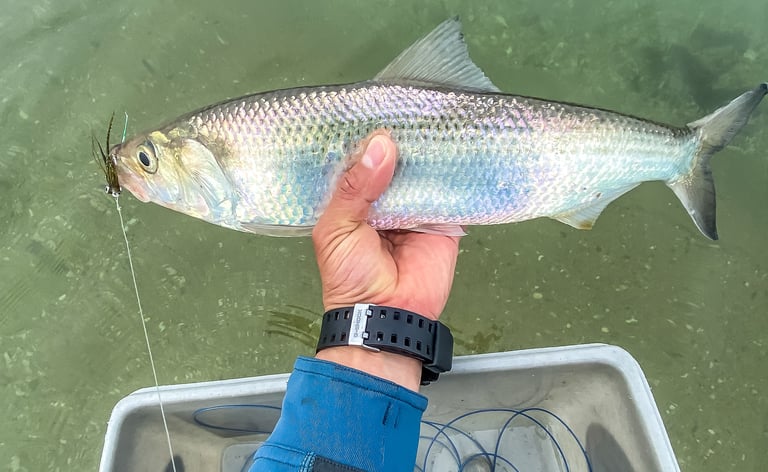 hickory shad on the fly