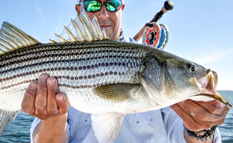 Striped Bass on the fly