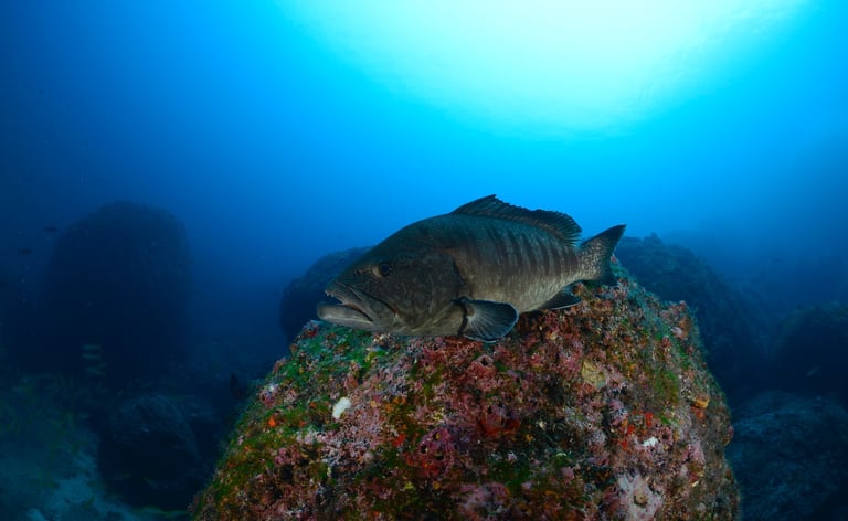 Tracey Billington Scuba Diving with sharks at Cocos Islands, Costa Rica