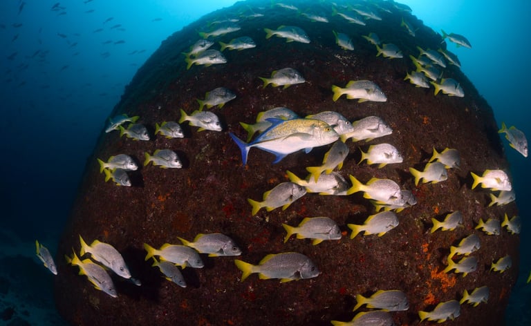 Tracey Billington Scuba Diving with sharks at Cocos Islands, Costa Rica