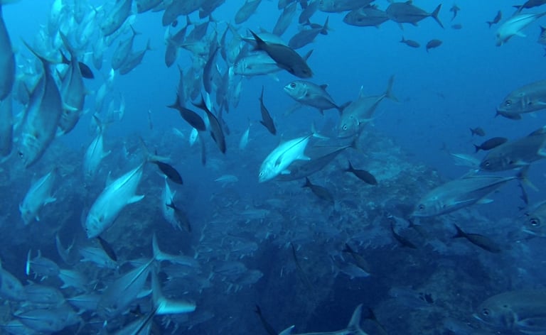 Tracey Billington Scuba Diving with sharks at Cocos Islands, Costa Rica