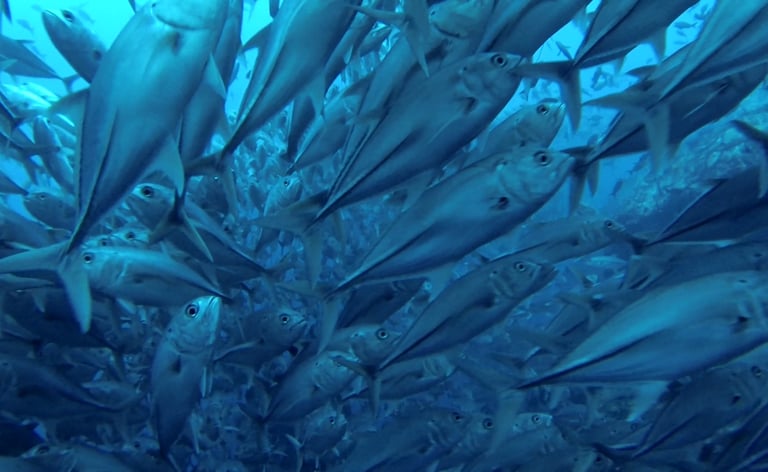a school of fish in a school of fishTracey Billington Scuba Diving with sharks at Cocos Islands, Cos