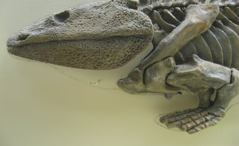 Skeleton of Ichthyostega in Moscow Paleontological Museum , by OlegTarabanov , https://en.wikipedia.
