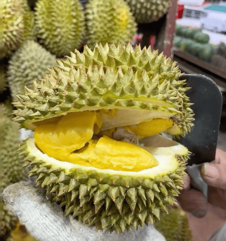 Freshly opened Montong durian fruit showing creamy yellow pulp inside a spiky shell.