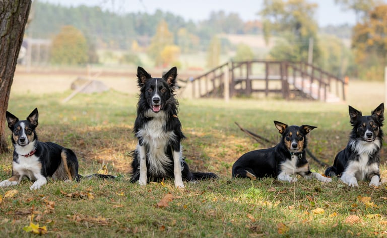 Border Collie breeder | Herding instructor | Dog training | Herding judge