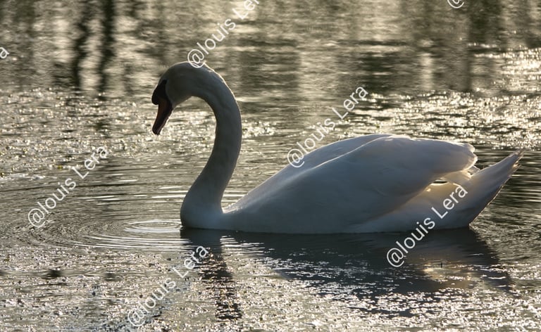 La majesté du Cygne  Seine et Marne