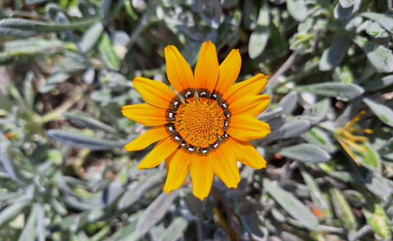 a orange Treasure Flower with yellow middle