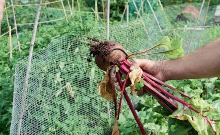 Beetroot